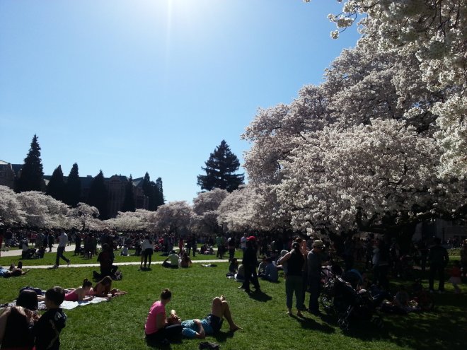 UW Cherry Tree